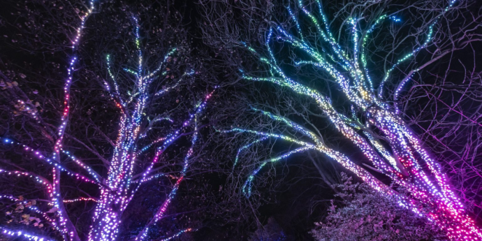 Dog-Friendly Light Trail