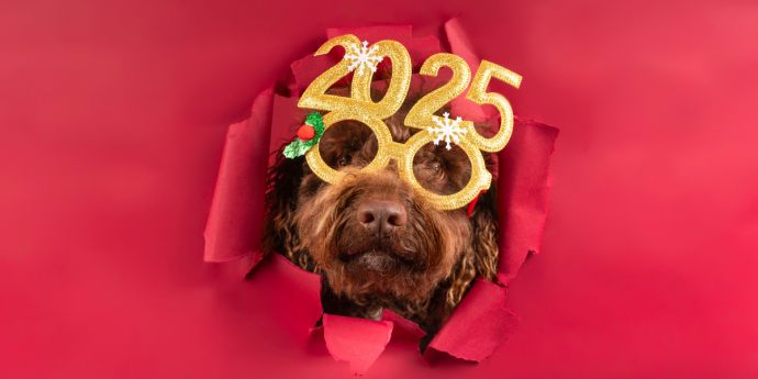 Top 9 Dog-Friendly Twixmas & New Year Breaks