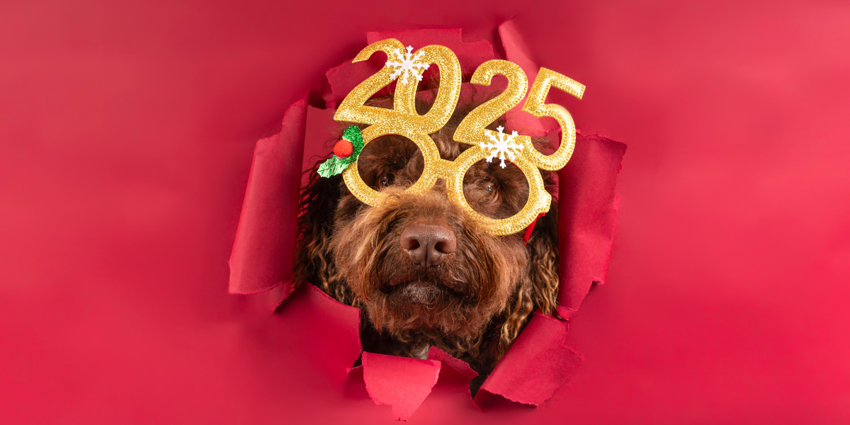 dog-friendly new year