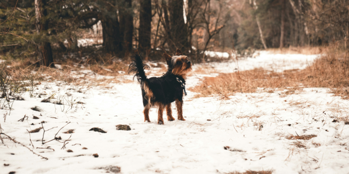 Top Winter Warmer Dog Friendly Hotels in Yorkshire