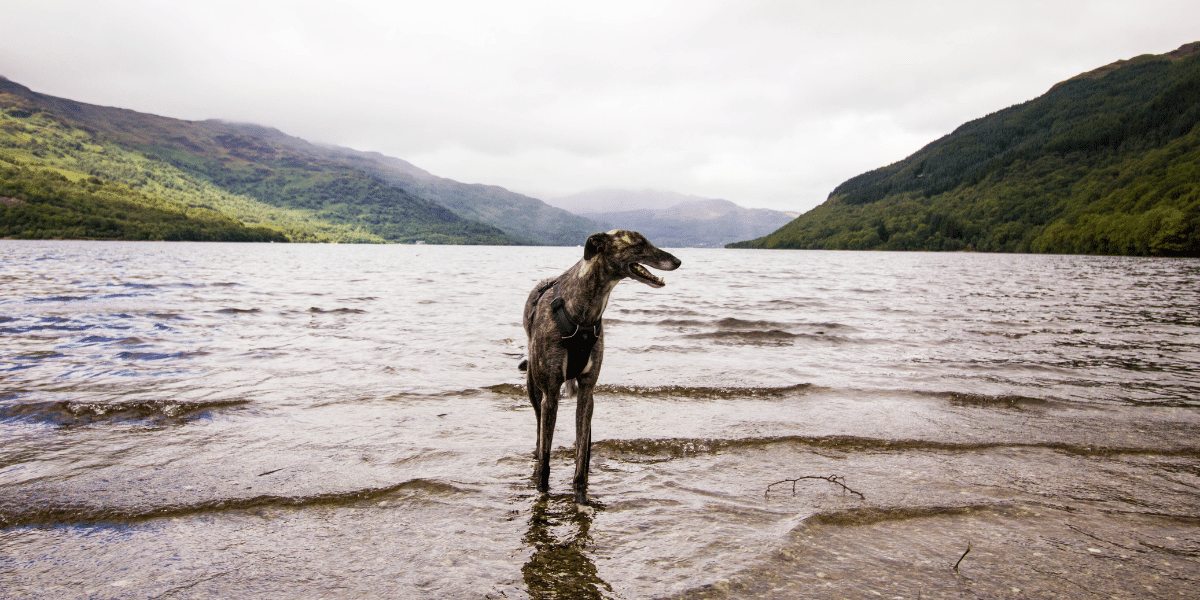 Dog Walks in the UK