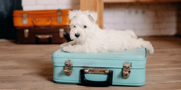 Puppy’s First Holiday: Top Tips and Inspiration