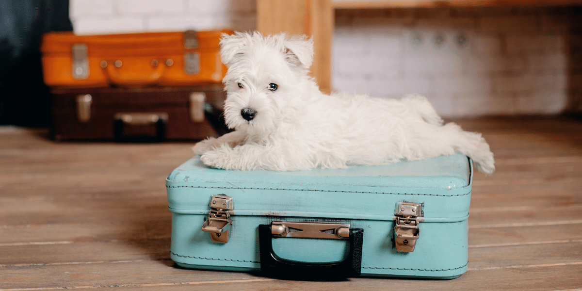 puppy on suitcase