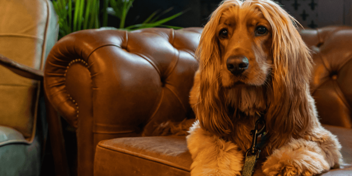 dog friendly gordon ramsay restaurant