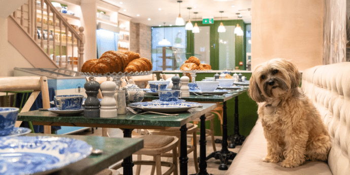 dog-friendly afternoon tea london