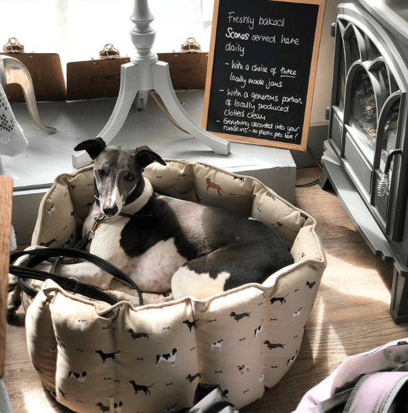 dog-friendly afternoon tea