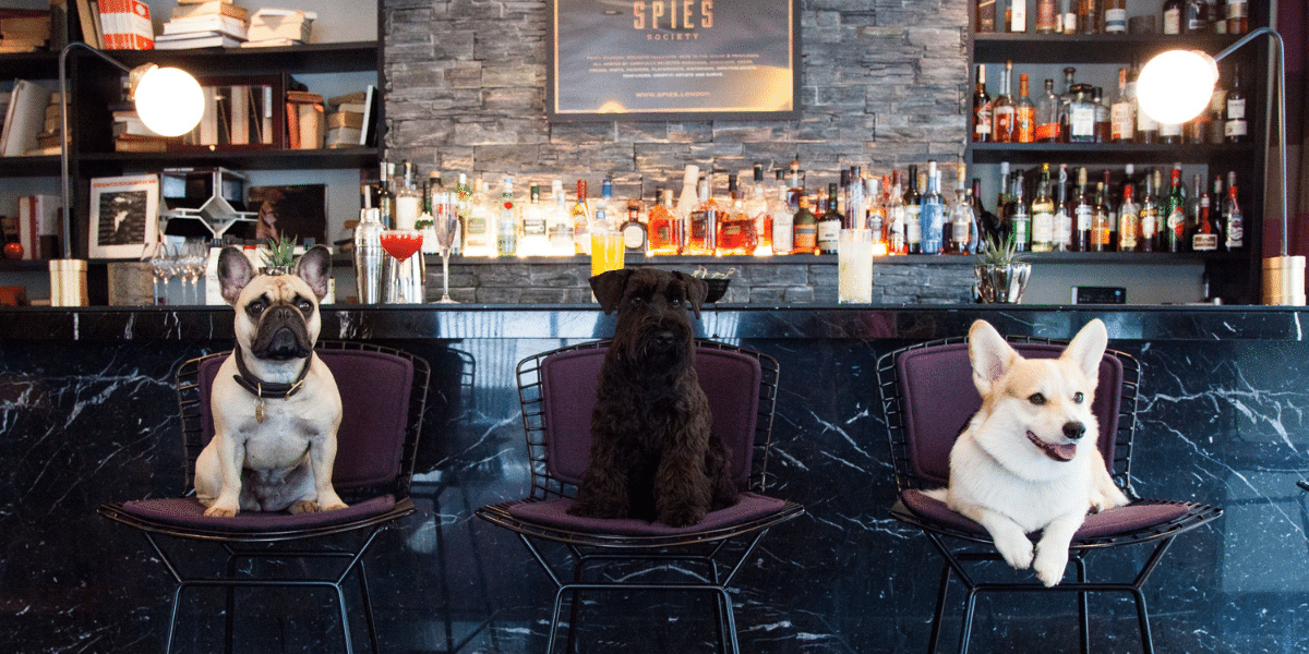 dog friendly south place hotel