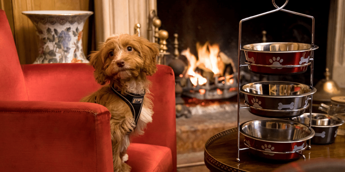 dog afternoon tea
