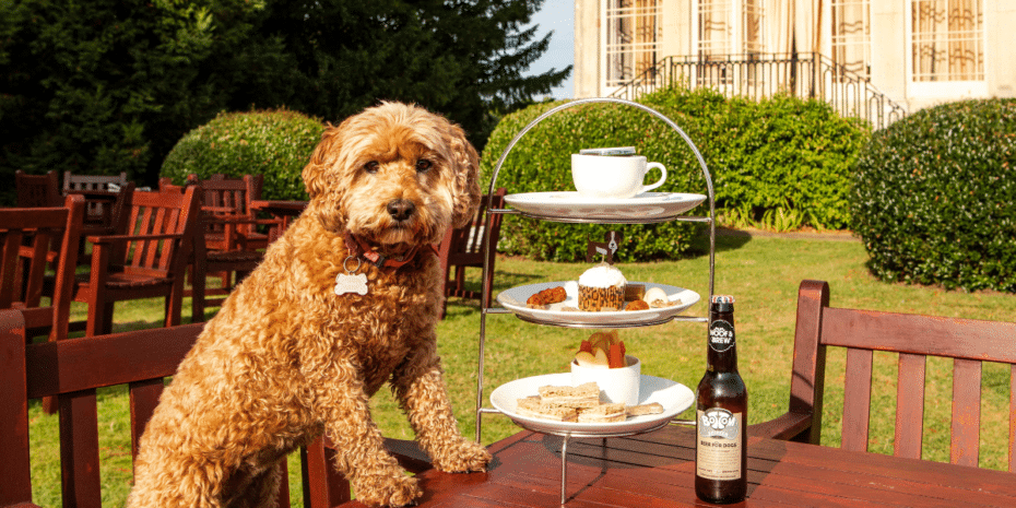 dog with afternoon tea