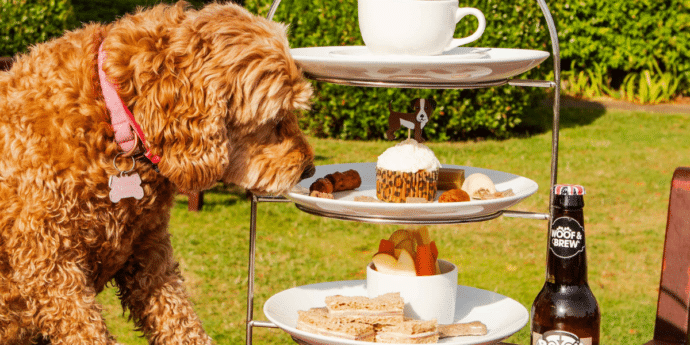 Top 8 Dog-Friendly Afternoon Teas