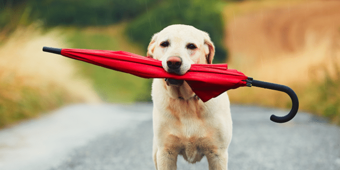 Top Rainy Day Activities for your Dog-Friendly Holidays