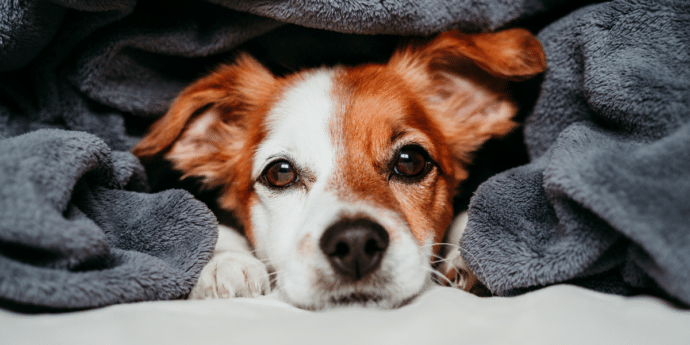 5 Tips for Dog-Friendly Holidays with an Anxious Dog