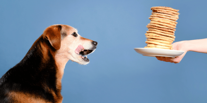 PetsPyjamas Dog-Friendly Pancake Day Recipes