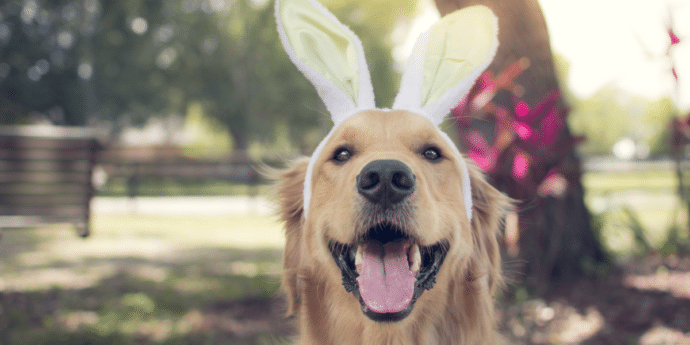 Egg-cellent Dog-Friendly Easter Events 2025