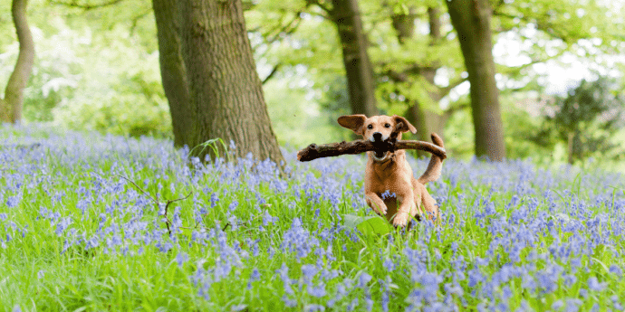 8 Best Bluebell Woods for Dog Walks in 2025