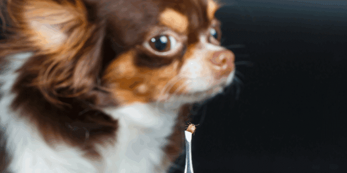 Top Tips to Naturally Prevent and Remove Fleas on Dogs