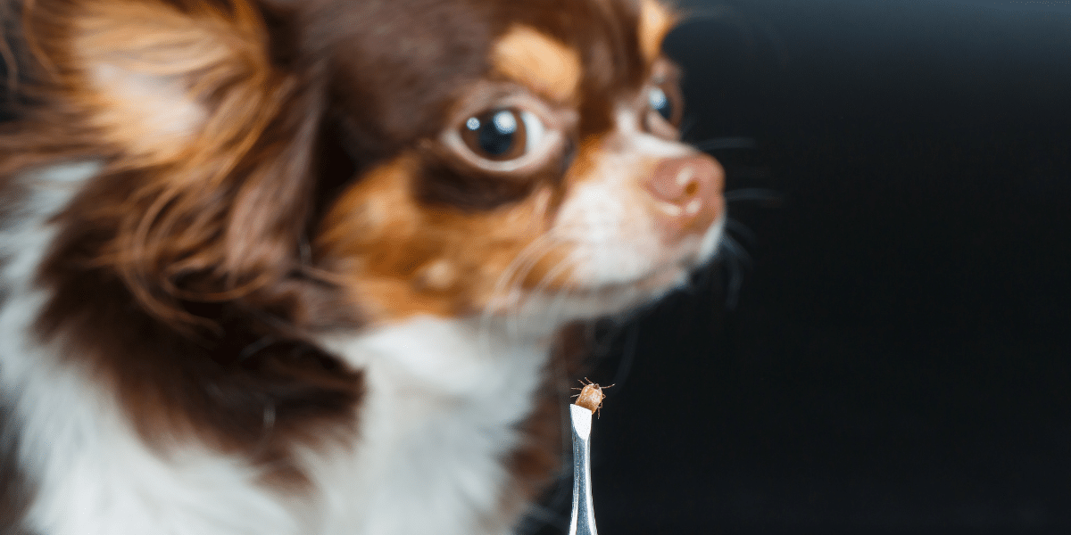 dog and fleas