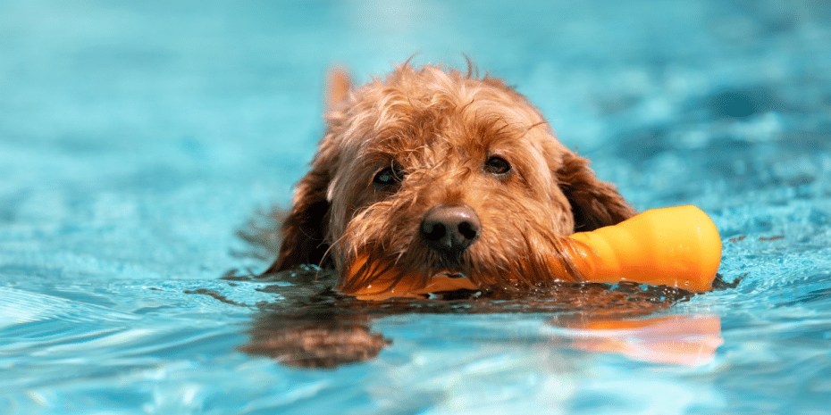dog swimming to keep cool
