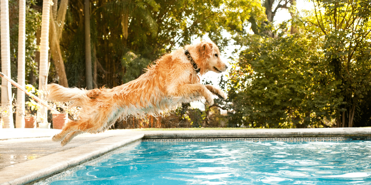 keep your dog hydrated