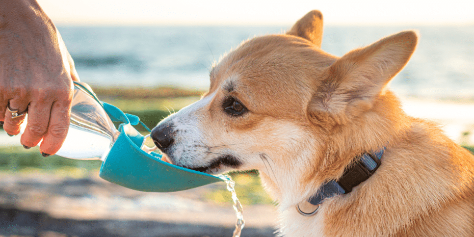 dog hydration