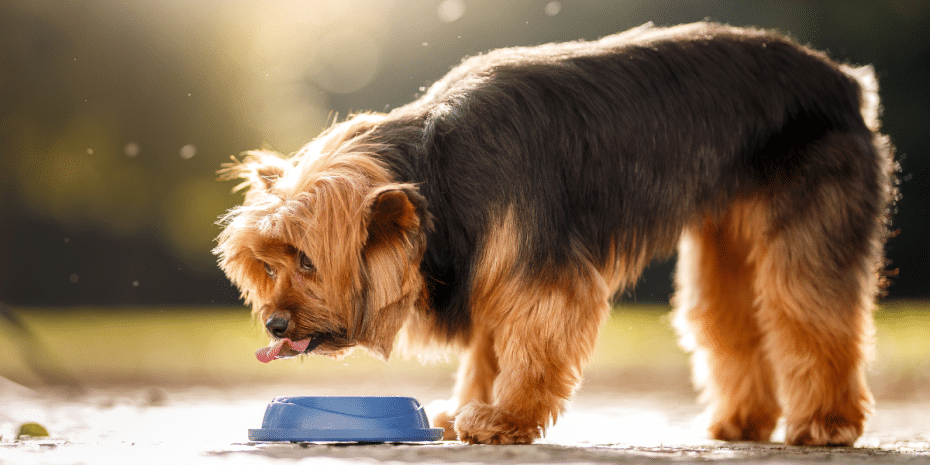 keep your dog hydrated through water