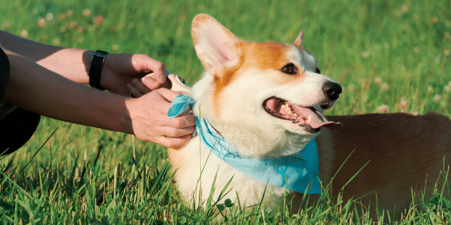 dog bandana