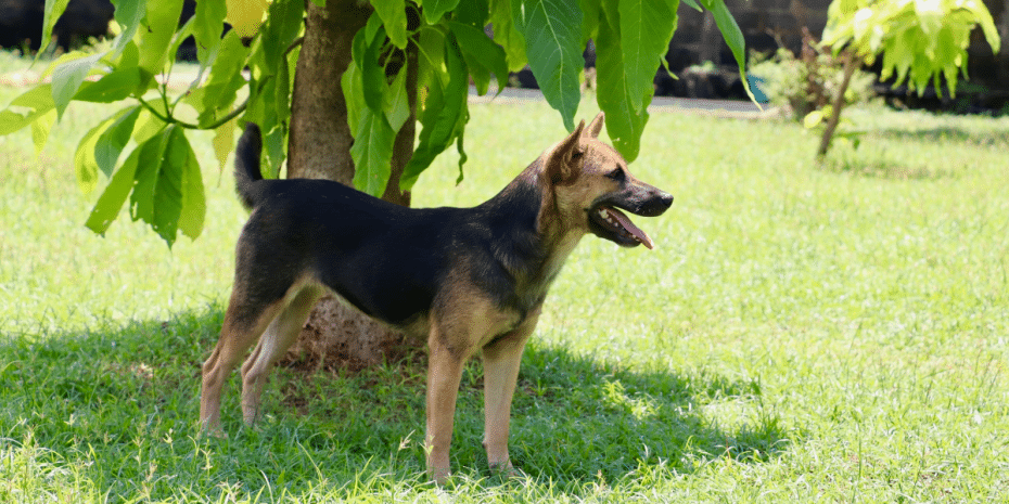 keeping your dog hydrated in the shade