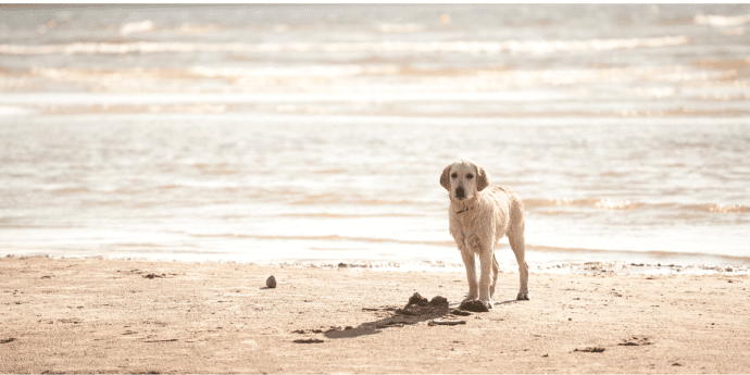 dog-friendly dog walks cornwall