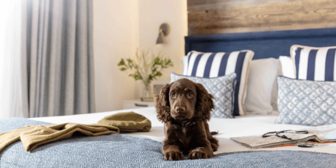 dog-friendly hotels st michaels