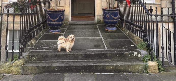  Pet Inspector’s Report: Dukes Hotel, Bath – A Winter’s Tail