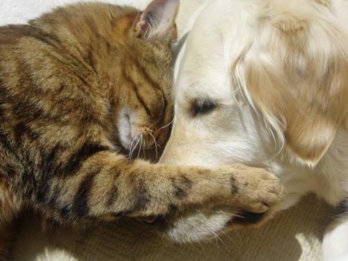 are dogs and cats friends
