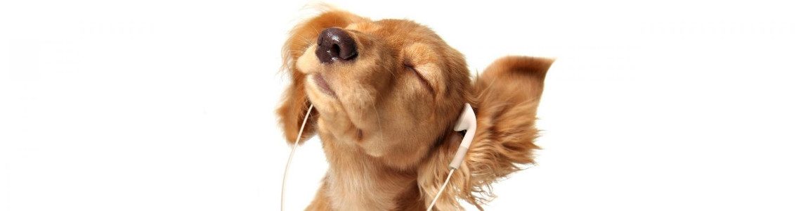 puppy listening to music