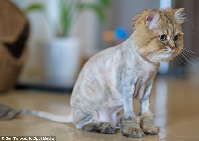 Haircut turns Persian cat into mini lion / PetsPyjamas