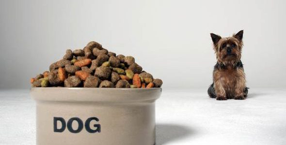 dog food documentary