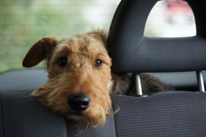 Dog friendly holidays - dog in a car