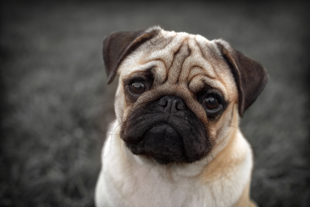 Pugs given up to Battersea over health issues has doubled