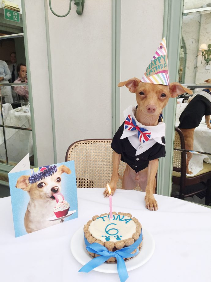 Rufus, Heidi & Lulu celebrate Instagram star Tuna's birthday / PetsPyjamas