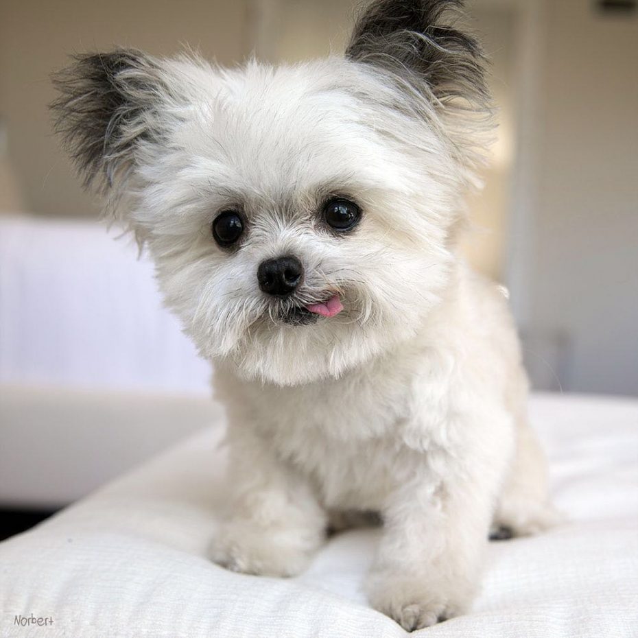 The Top Dogs of Instagram / PetsPyjamas