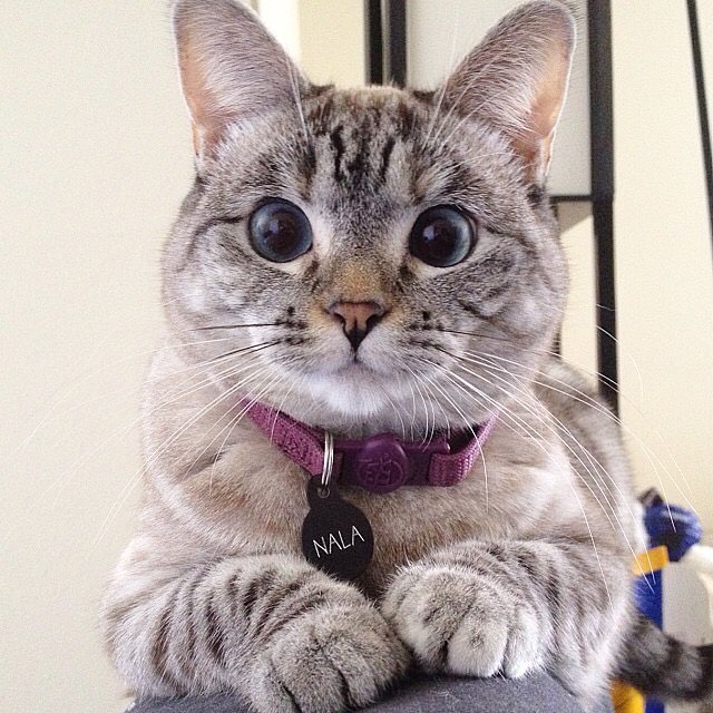 DLA on Instagram: cat