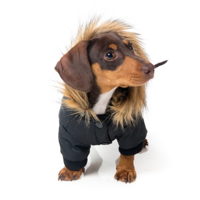 puppy winter coat