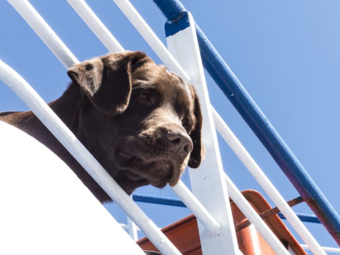 brittany ferries dog muzzle