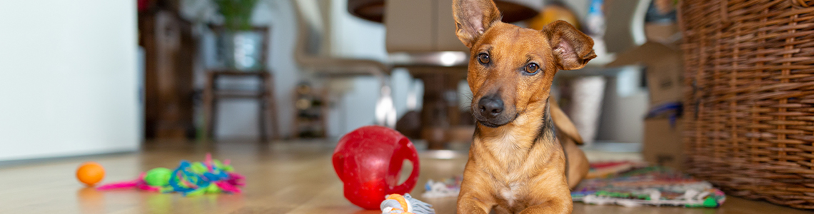 The 15 Best Dog Puzzle Toys to Beat Boredom