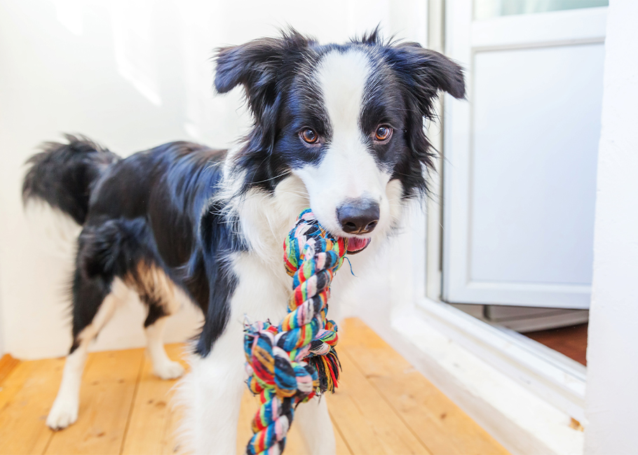 The 15 Best Dog Puzzle Toys to Beat Boredom