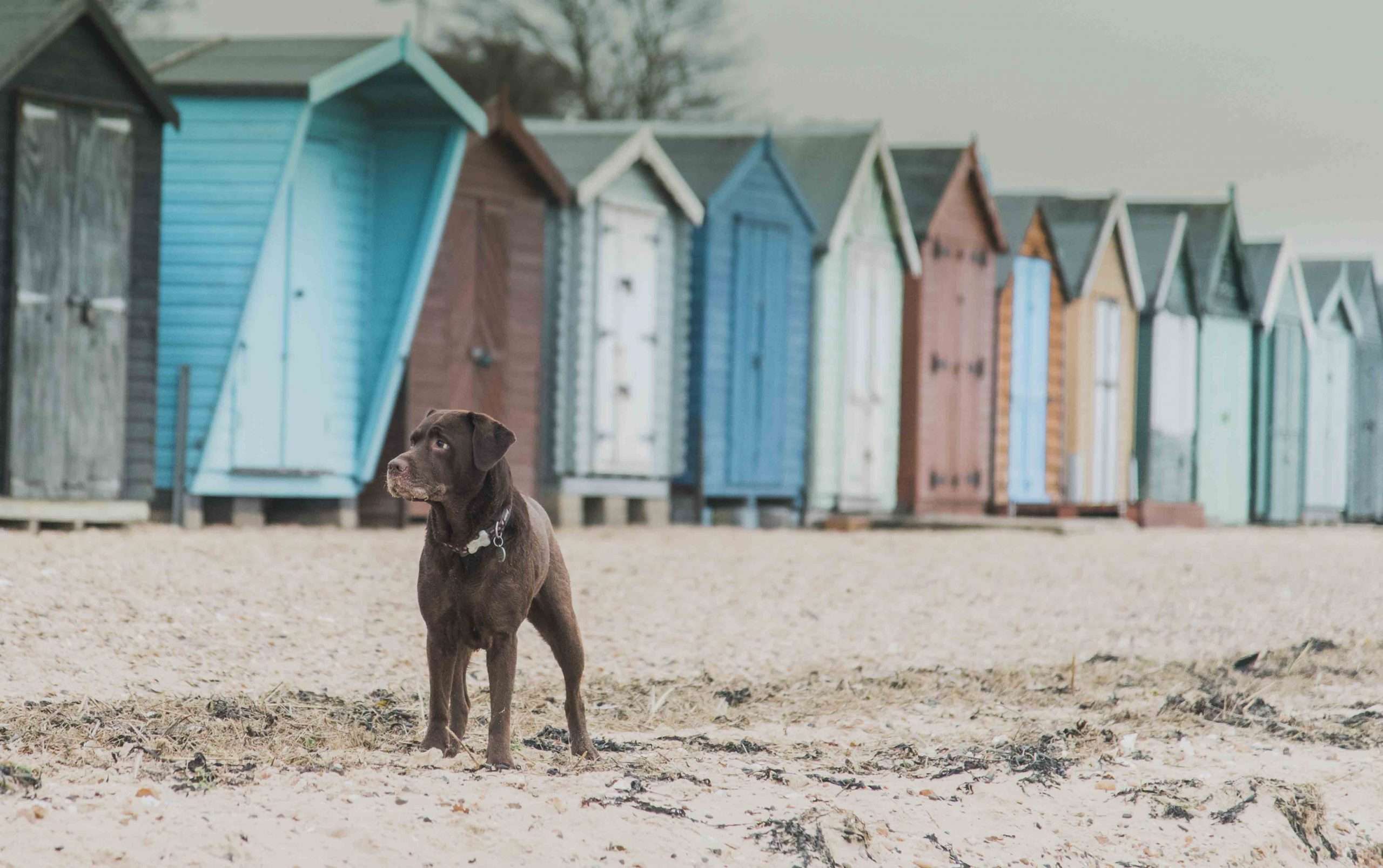 Petspyjamas-dog-friendly-holidays-beach-hut