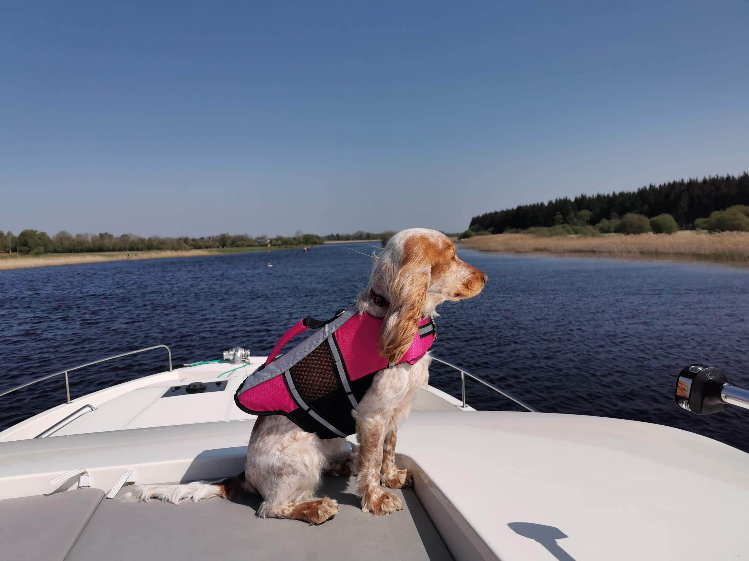 boat trips with dogs near me